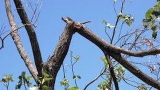 Snapping branches sound effect