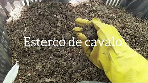 Pode usar esterco de cavalo na horta?