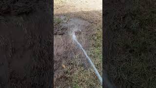Celebrity How To Help Dead Grass Patch in Your Lawn Net Worth