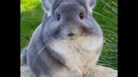 10 facts on chinchillas you didn