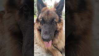 German shepherd recation #shortvideo #doglover