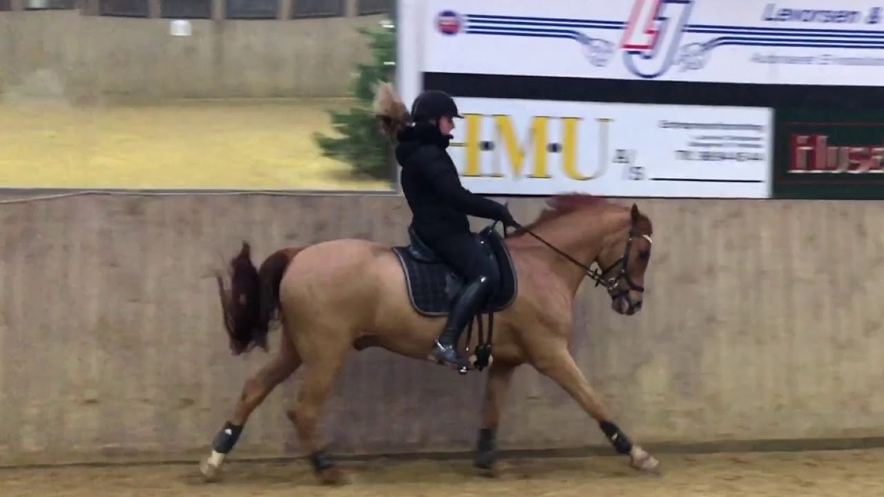 Brandon FOR SALE YouTube