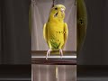 寒がり女子と暑がり男子なインコ　#セキセイインコ #birds #parakeet