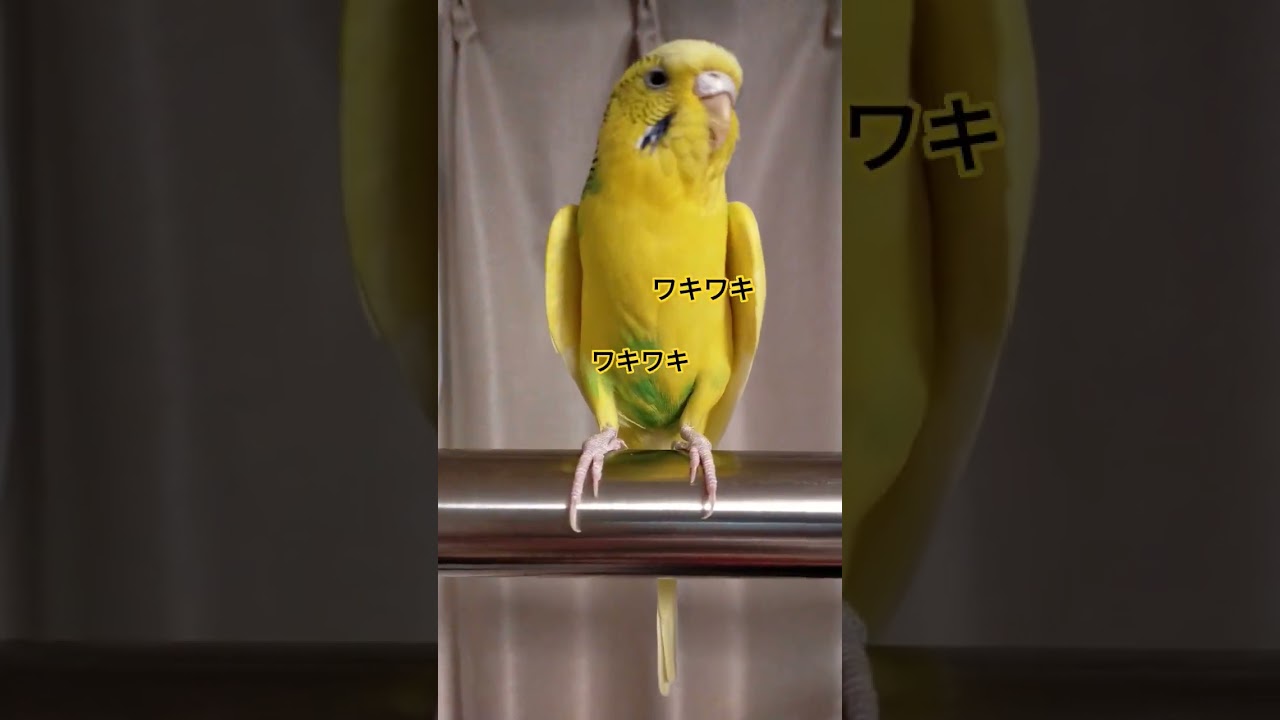 寒がり女子と暑がり男子なインコ　#セキセイインコ #birds #parakeet