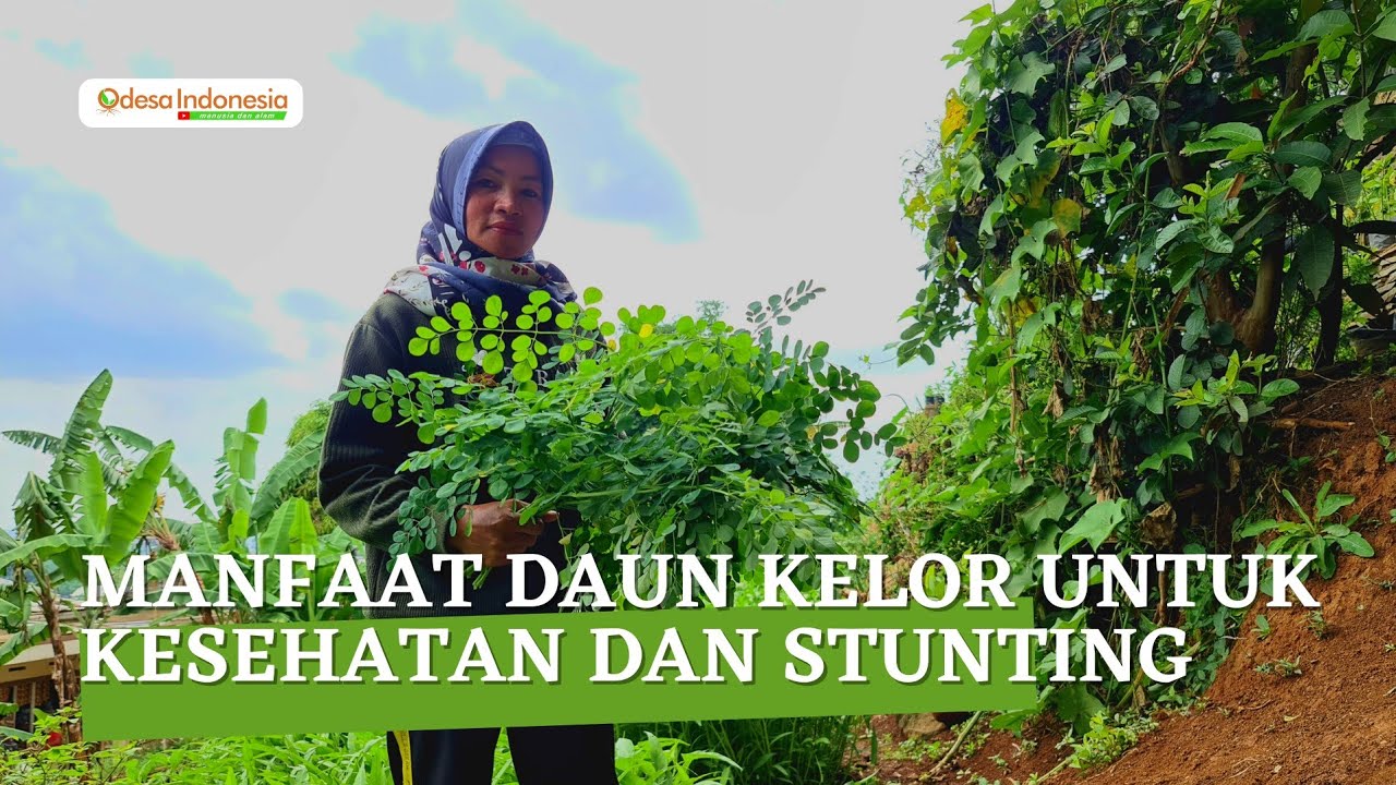 Mecegah Gizi Buruk dan Stunting dengan Menanam dan Makan Daun Kelor