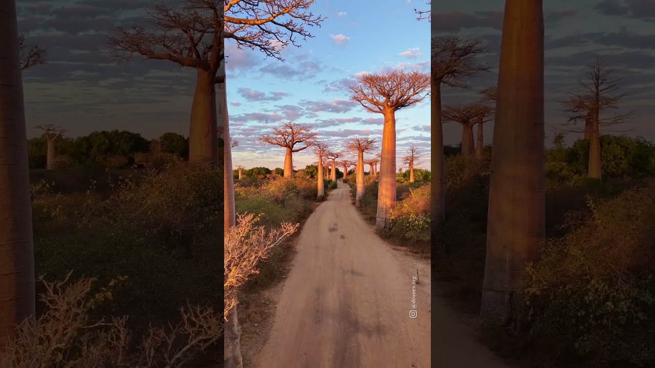 Baobab alley of Madagascar