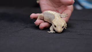 The Pack: Yoshi the crested gecko