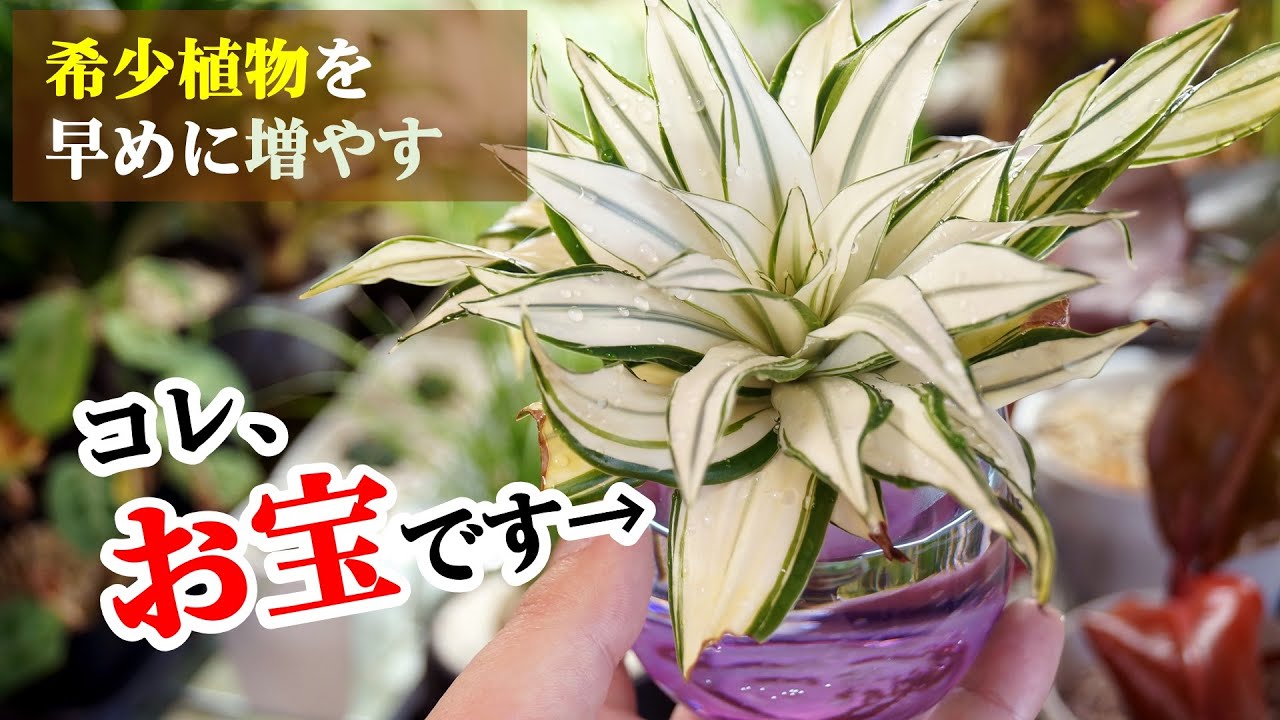 奇跡の存在”超希少な観葉植物を真っ二つにします【ドラセナ】 - YouTube