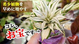激レア　ドラセナ セルラータ　 二頭 希少 観葉植物　抜き苗 mqdefault.jpg
