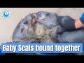 Two baby seals TIED TOGETHER rescued by kayakers