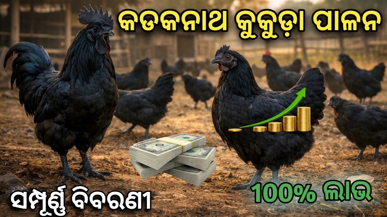 କଡକନାଥ କୁକୁଡ଼ା ପାଳନ | Kadaknath farming | desi polutry | ସମ୍ପୂର୍ଣ୍ଣ ବିବରଣୀ | good income 