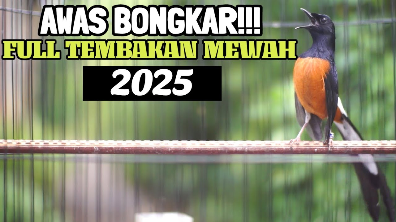 PANCINGAN DAHSYAT MURAI BATU EMOSI MENDONGKRAK LAWAN AGAR BONGKAR MATERI