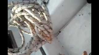 Pimpovanje Domaceg Konopca Posle Godinu Dana .Mojaladja