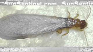 Termite Season in Effect
