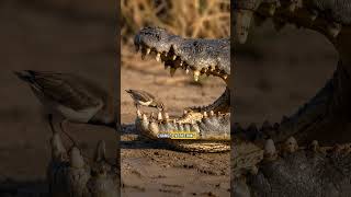 Crocodile's Tiny Dentist! 🐊🐦 #wildlife #wildlifeentertainment #mammals #animals #amazingnature