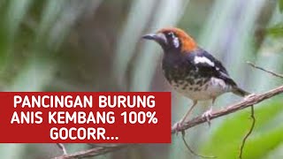 PANCINGAN SUARA BURUNG ANIS KEMBANG 100% GACORR..short