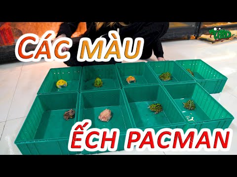 Video Các loại màu của ẾCH PACMAN - Pacman Frog colors |... - youtube
