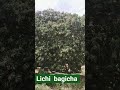 lichi bagicha #😋