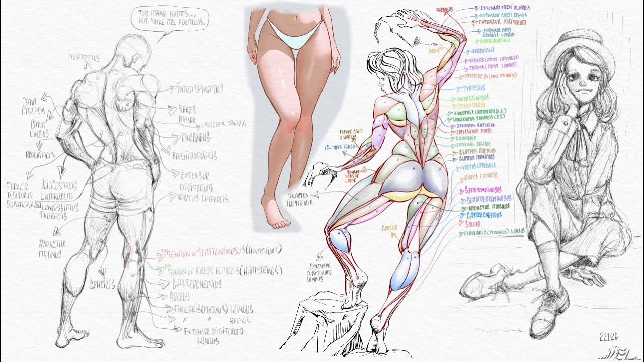 Figure Drawing | Digital Sketch Timelapse