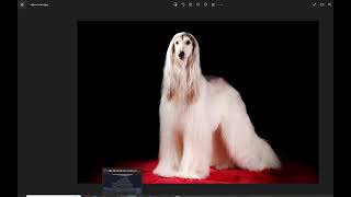 Pros and Cons of Owning An Afghan Hound