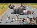 Stray Wild Dogs Crave Meat Attack New Baby Elephant Was Born And What Happens Next ?