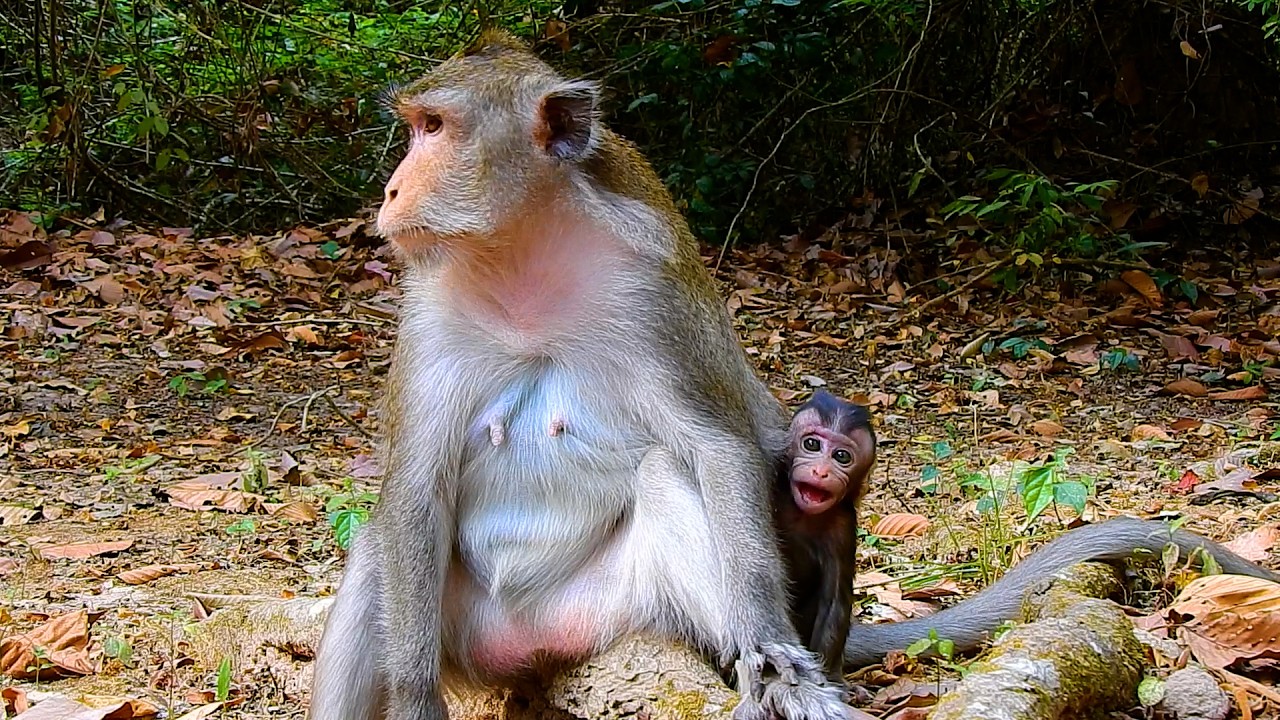 Why Baby Amina become red face? | @BuBuMonkeyTV