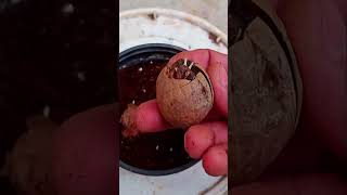 核桃如何育苗 一个视频告诉你 #gardan #garenafreefire A video shows you how to raise walnuts seedlings@Fun-ik8uo