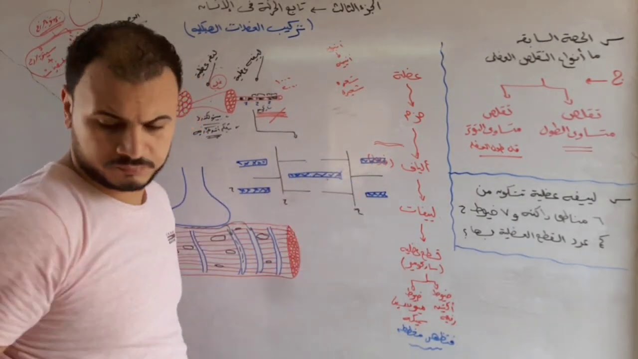 أفضل فيديو لشرح تركيب العضلات الهيكلية وقوانين القطعة العضلية بأسهل طريقة - أحياء ثانوية عامة