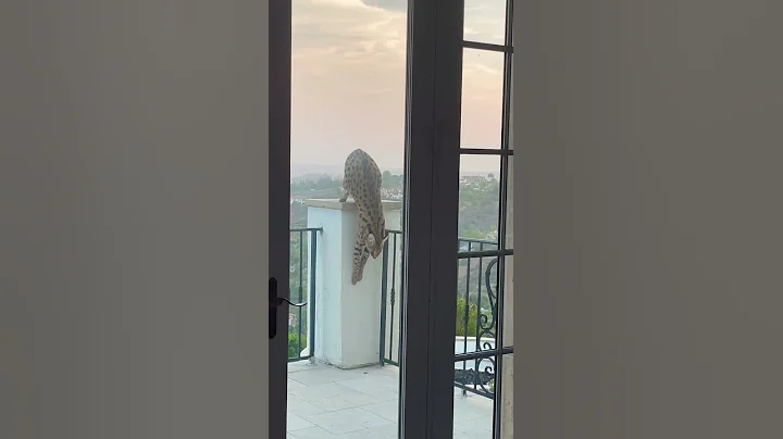 Watch the video about Serval Cat outside my house 😦😜