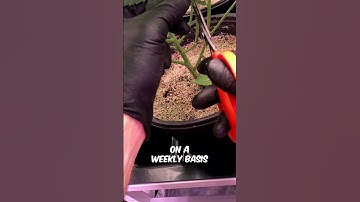 How to Lollipop Cannabis Plants. Full Video in Our Channel!