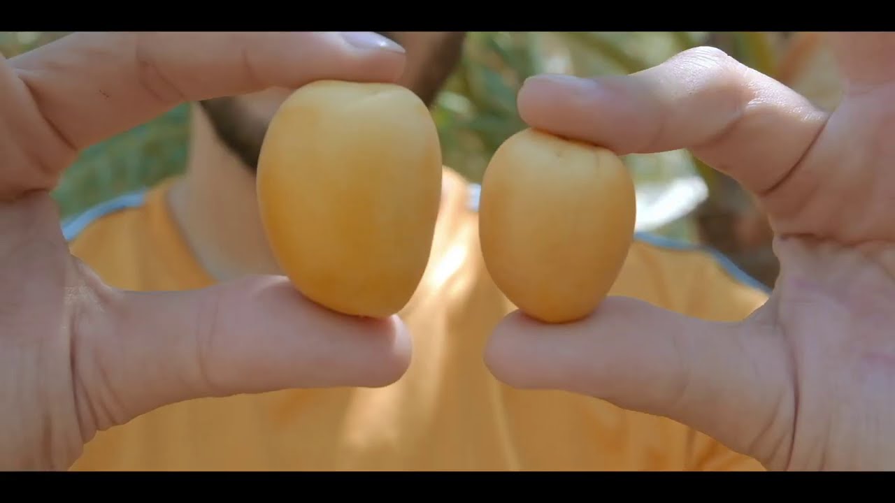 نخيل البصرة في ولاية كاليفورنيا