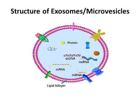 Extracellular Vesicles and its clinical significance by Dr. Sanjay
