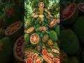 easy and fast techniques for growing and propagating jackfruit trees #garden #fruits #nature