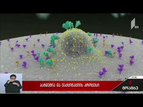 პანდემია და ვაქცინაციის პროცესი