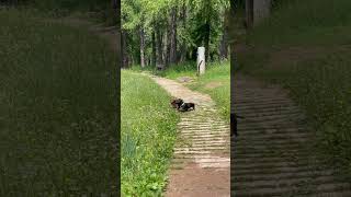 Two Dachshunds Love Playing Together In Serene Mountainous Landscape - 1503414