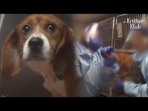 Video: Pet Scoop: Missing Beagle Atrasts pēc nelaimes gadījuma, tīģeri „Dizains” džinsi labdarībai
