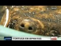 Una tortuga en aprietos es rescatada