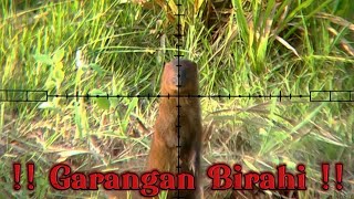 Berburu Garangan Birahi 💯