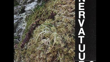 NERVATUUR - 2 [FULL ALBUM | KAT 011]