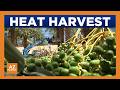 Date crops thriving in Yuma's early spring heat