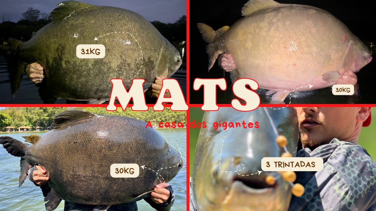 TRÊS TAMBACUS DE 30kg/PESQUEIRO MATSUMURA A CASA DOS GIGANTES