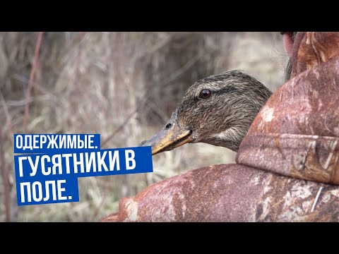 Гусятники в поле \ Одержимые