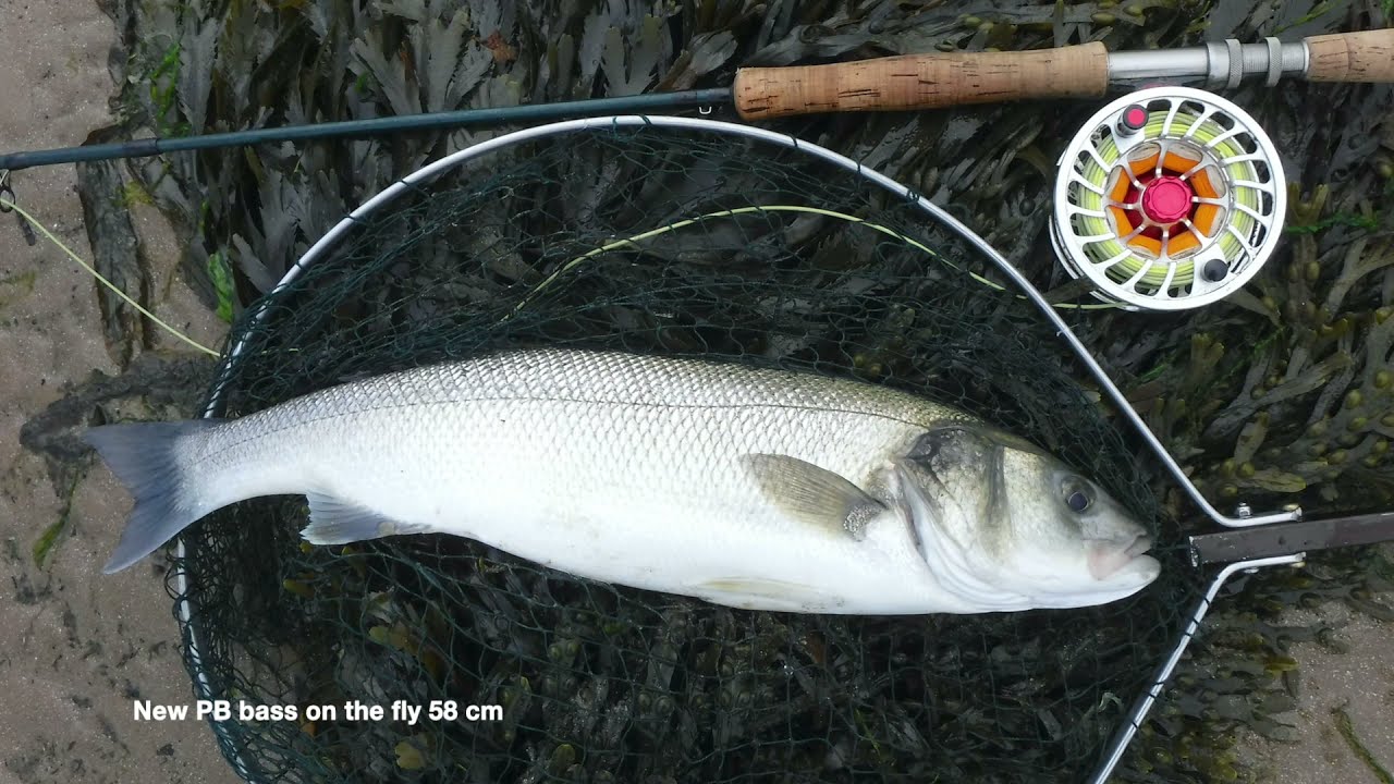 Fly fishing for Sea Bass on Anglesey 2021 YouTube