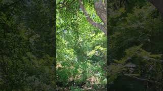 🌿 Hidden Nature Find Next to a 7-Eleven?! 👀