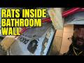 Rats Behind Drywall Entry – Rat Exclusion (Riverdale, Toronto)