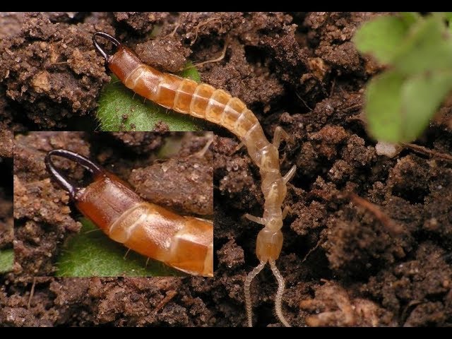 Двухвостка (лат. Diplura) - отряд скрыточелюстных шестиногих