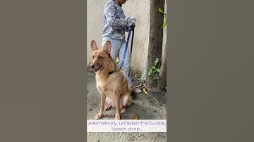 TUTORIAL:  Classic Handsfree Adjustable Leash