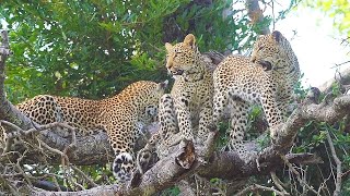 The SIBUYE FEMALE with her CUBS   The KAMBULA PRIDE'S new CUBS