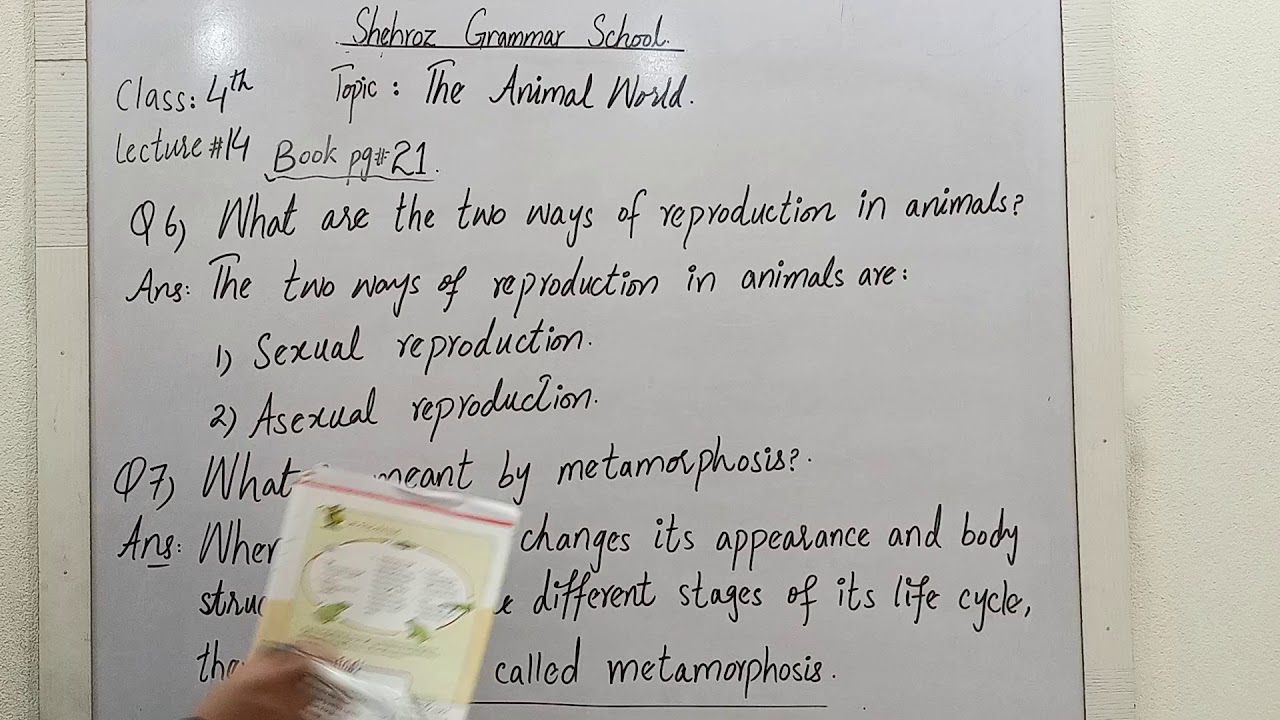 Class 4th Science The Animal World Book Pg 21 YouTube Class 4th science the animal world book pg 21 youtube