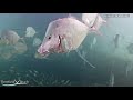 Underwater Fish Cam - August 2020 Recap